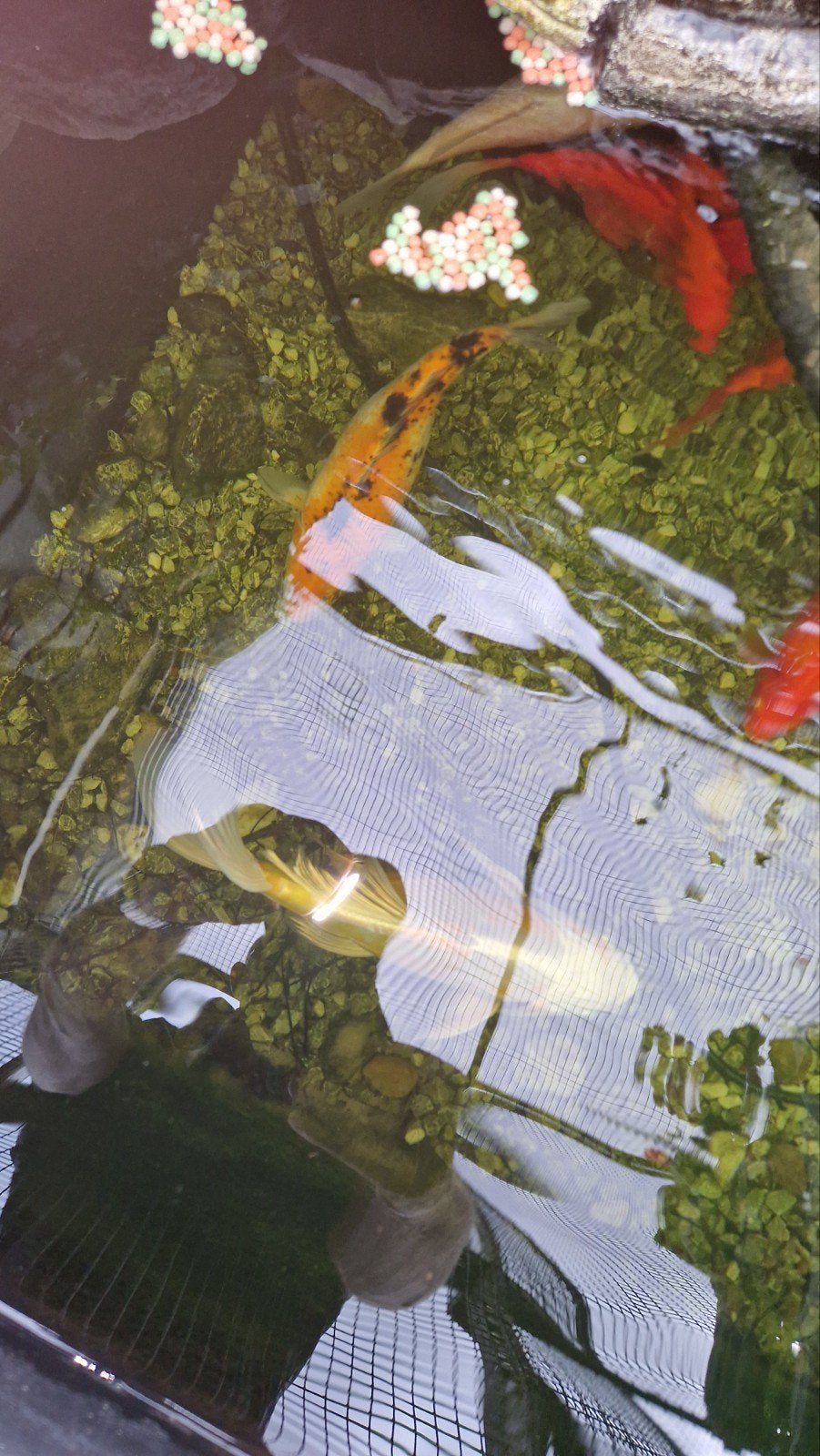koi karpers Hariwake en Sanke, Dieren en Toebehoren, Vissen | Vijvervissen, Karper of Koi