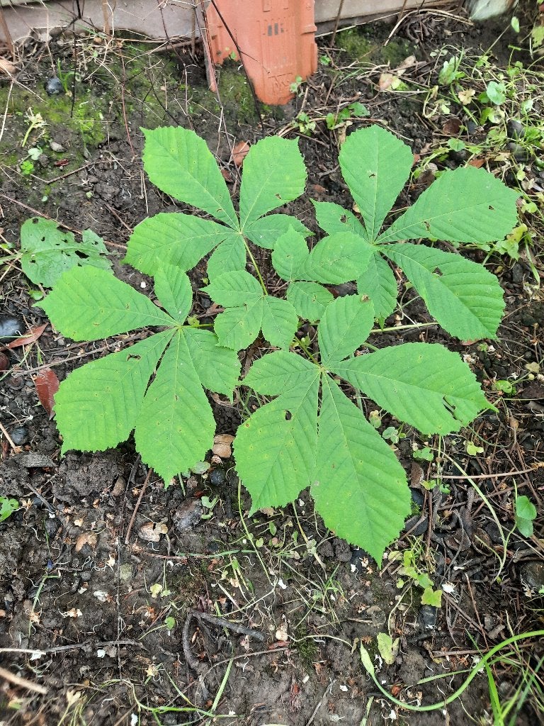 Paardenkastanje kastanje boom boompje biologisch, Overige soorten, Lente, 100 tot 250 cm, Ophalen