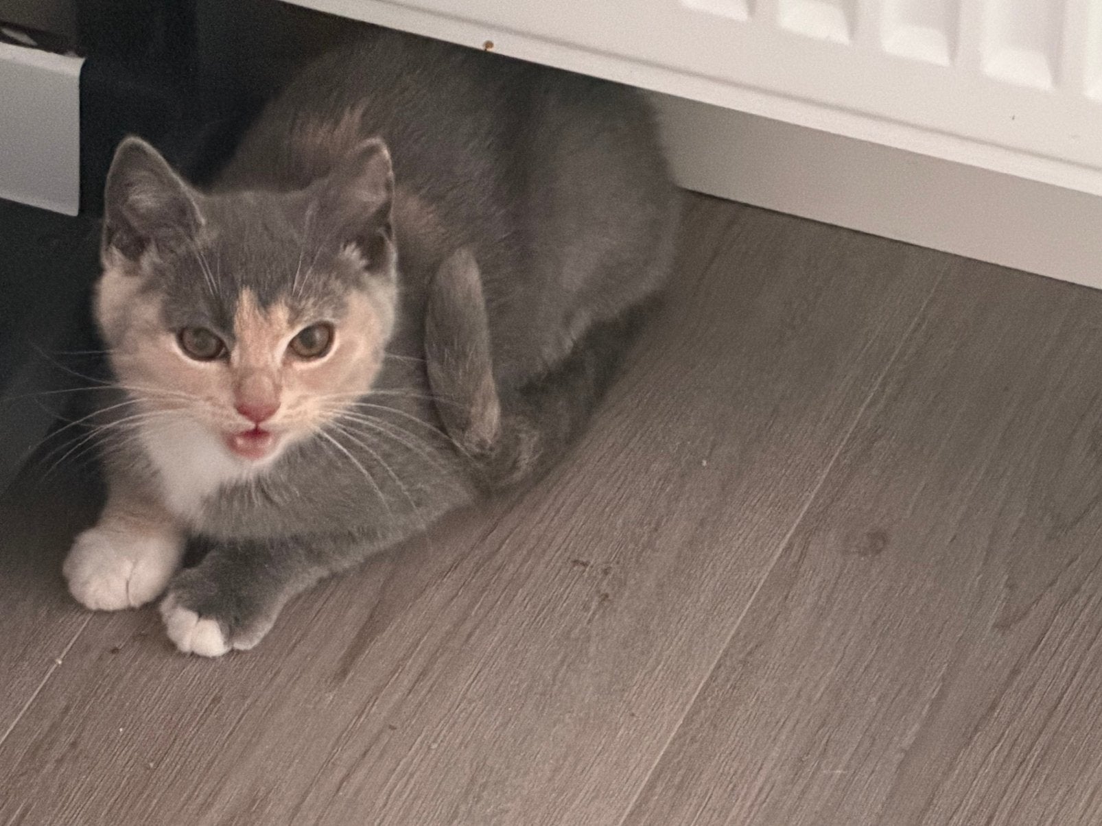 britse korthaar kittens 15 weken oud, Dieren en Toebehoren, Katten en Kittens | Raskatten | Korthaar, Meerdere dieren, Ontwormd