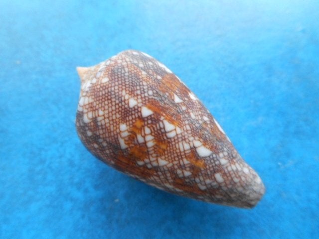 Schelpen: Conidae (deel 1), Verzamelen, Verzenden, Schelp(en)