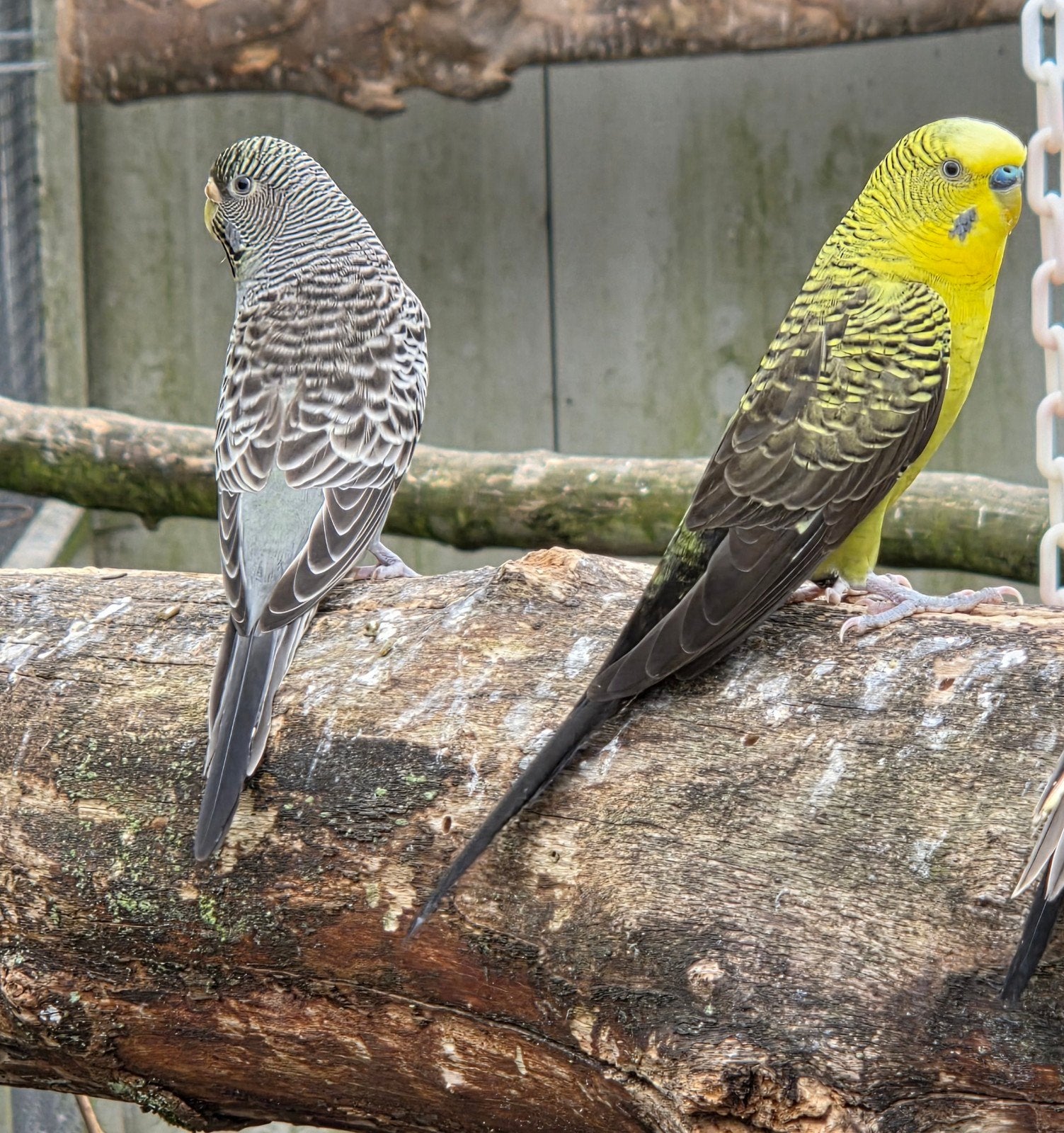 Man bw split bf split dunfalo pop bf split blackwing dunfalo, Dieren en Toebehoren, Vogels | Parkieten en Papegaaien, Parkiet