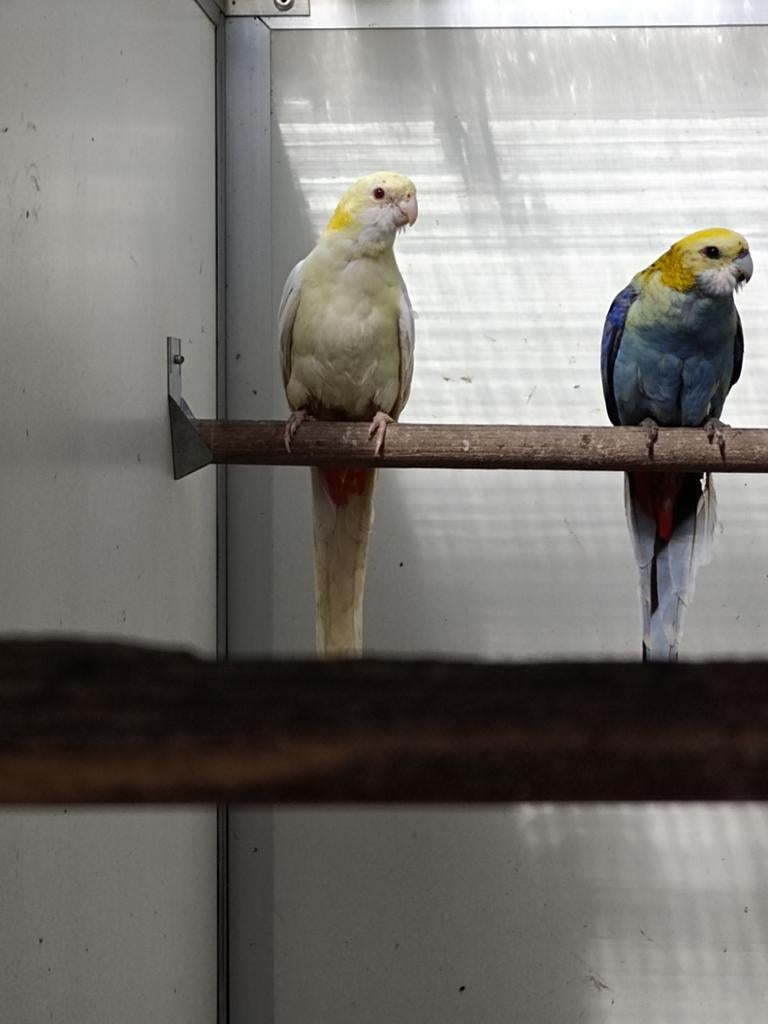 Koppel Bleekkop rosella split lutino  x lutino, Meerdere dieren, Parkiet, Geringd
