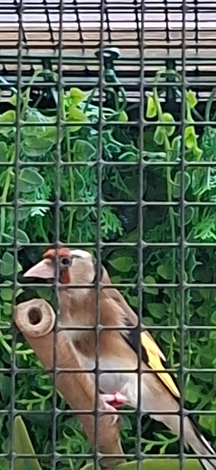 bloemputter popje, Dieren en Toebehoren, Vogels | Overige Vogels, Vrouwelijk, Wildzangvogel, Geringd