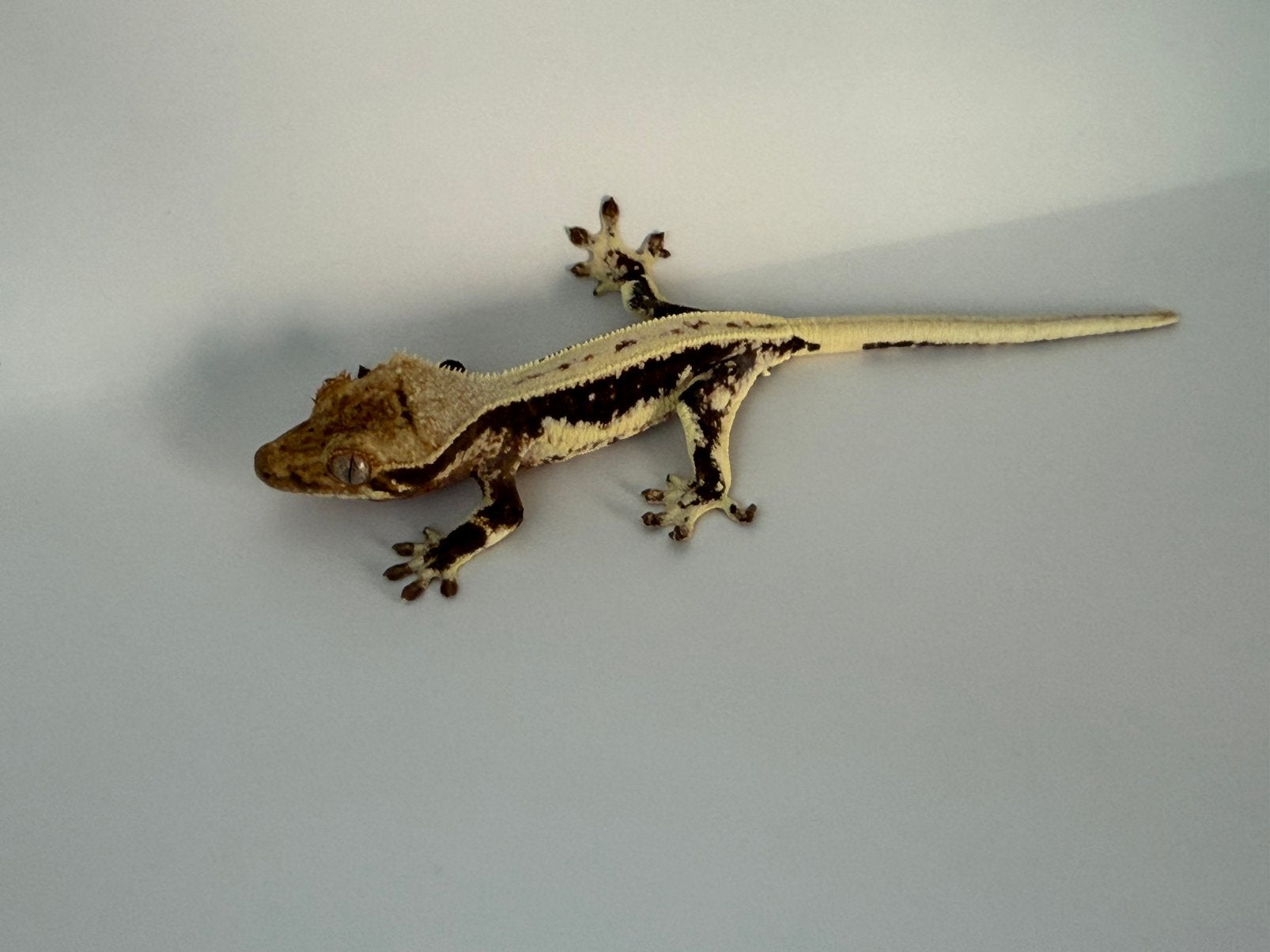 Correlophus ciliatus - Crested Gecko - Wimpergekko, Hagedis, 0 tot 2 jaar