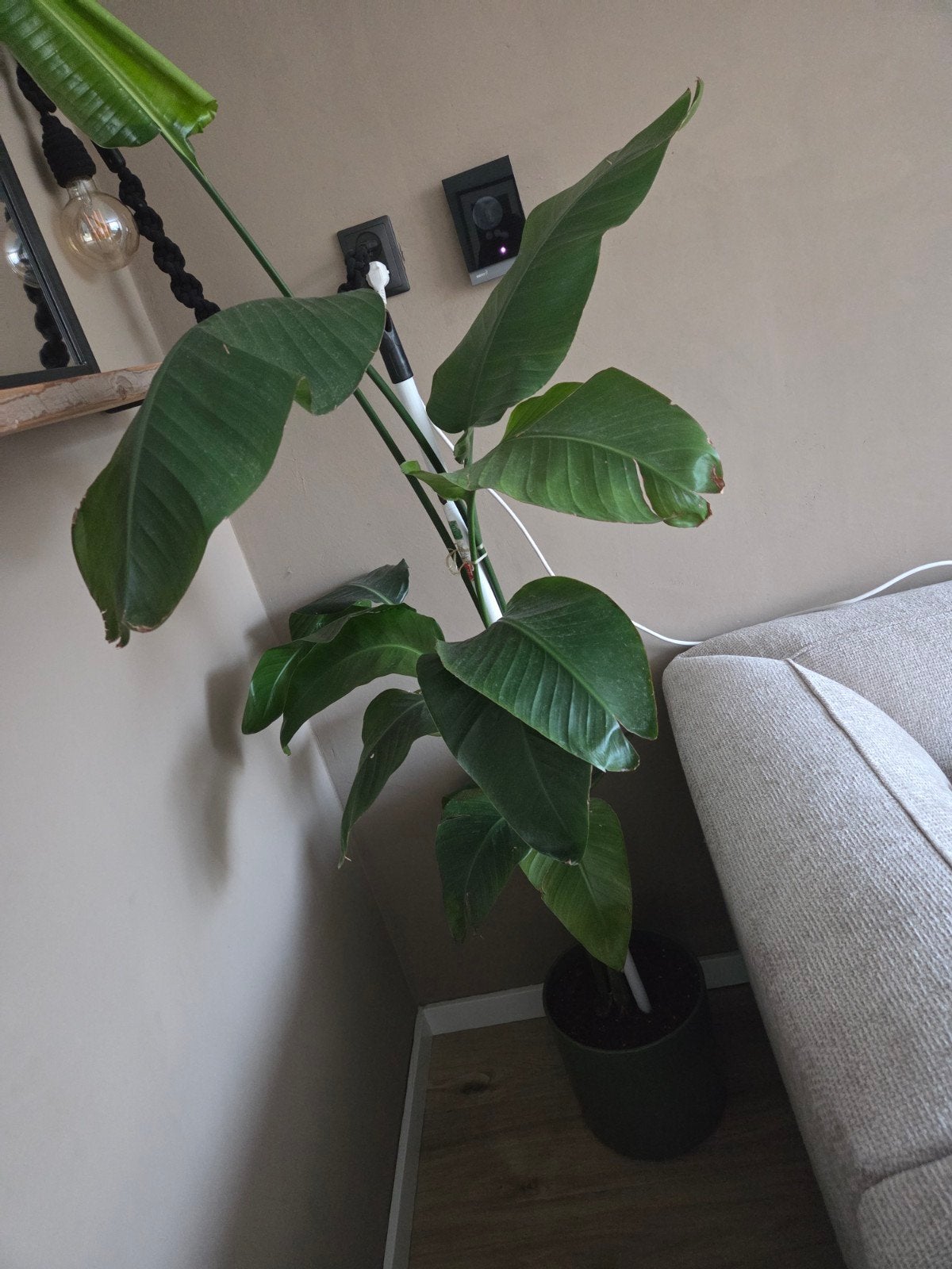 Strelitzia, Ophalen, Halfschaduw