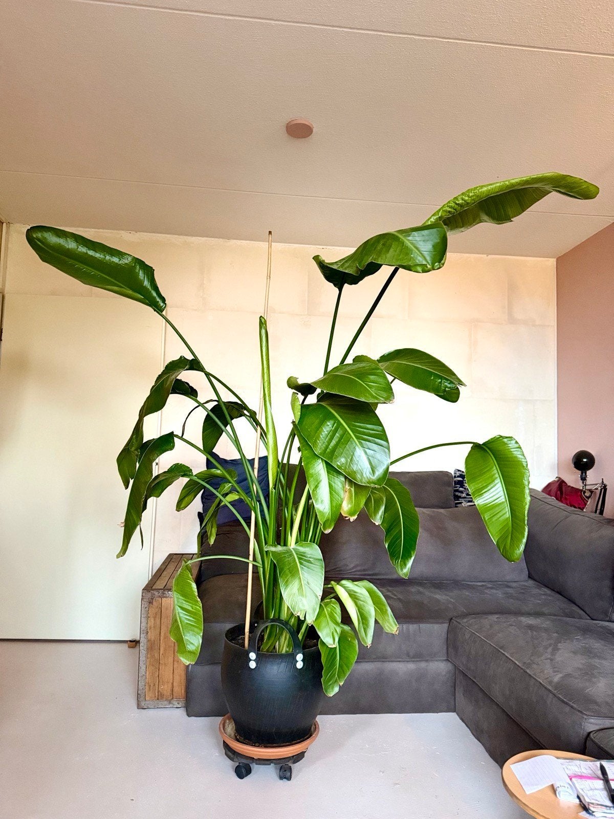 strelizia nicolai, Huis en Inrichting, Ophalen, Halfschaduw, 150 tot 200 cm