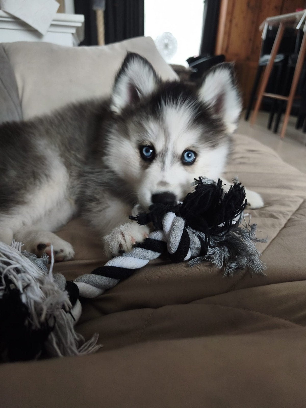 GEZOCHT!!  Liefdevol nieuw thuis gezocht voor Pomsky pup, Dieren en Toebehoren, HCC (leverziekte), 8 tot 15 weken, Eén hond, Nederland