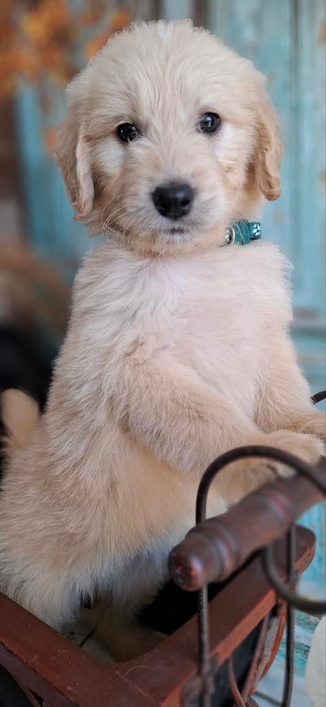 Super mooie Golden doodle pupjes, abrikoos, beschikbaar, Parvo, Overige rassen, 8 tot 15 weken, Meerdere