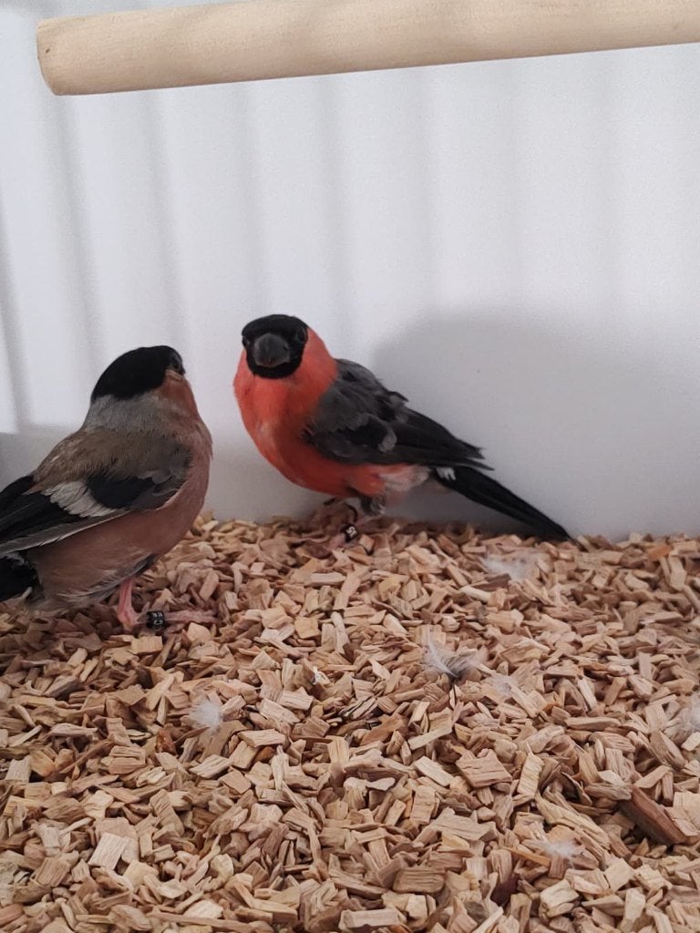 Mooi koppel Europese Goudvinken, Meerdere dieren, Wildzangvogel, Geringd