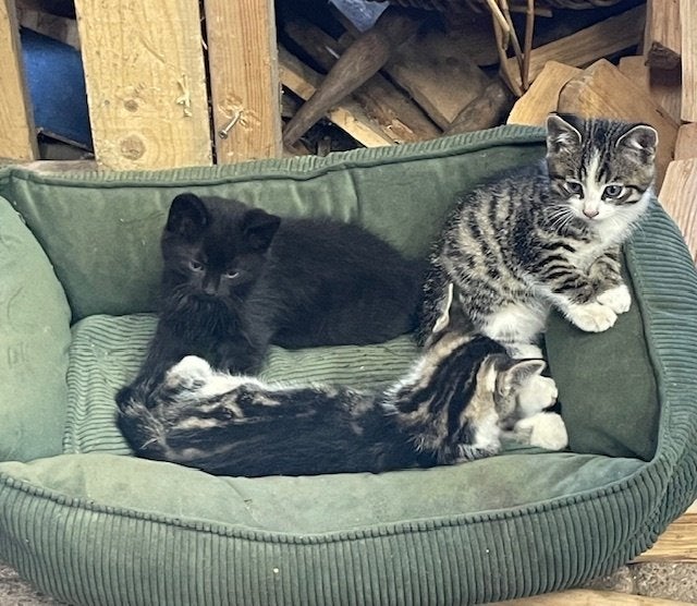 Te koop prachtige boerderij kittens!, Dieren en Toebehoren, Meerdere dieren, Kortharig, 0 tot 2 jaar