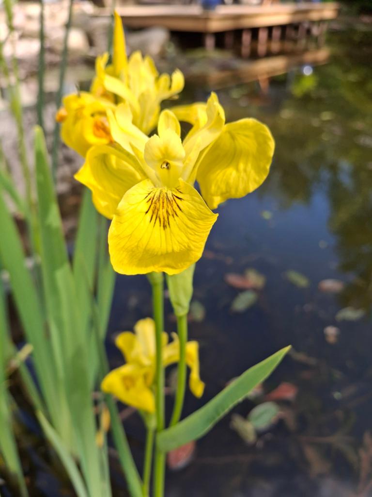 Gele lissen, Ophalen