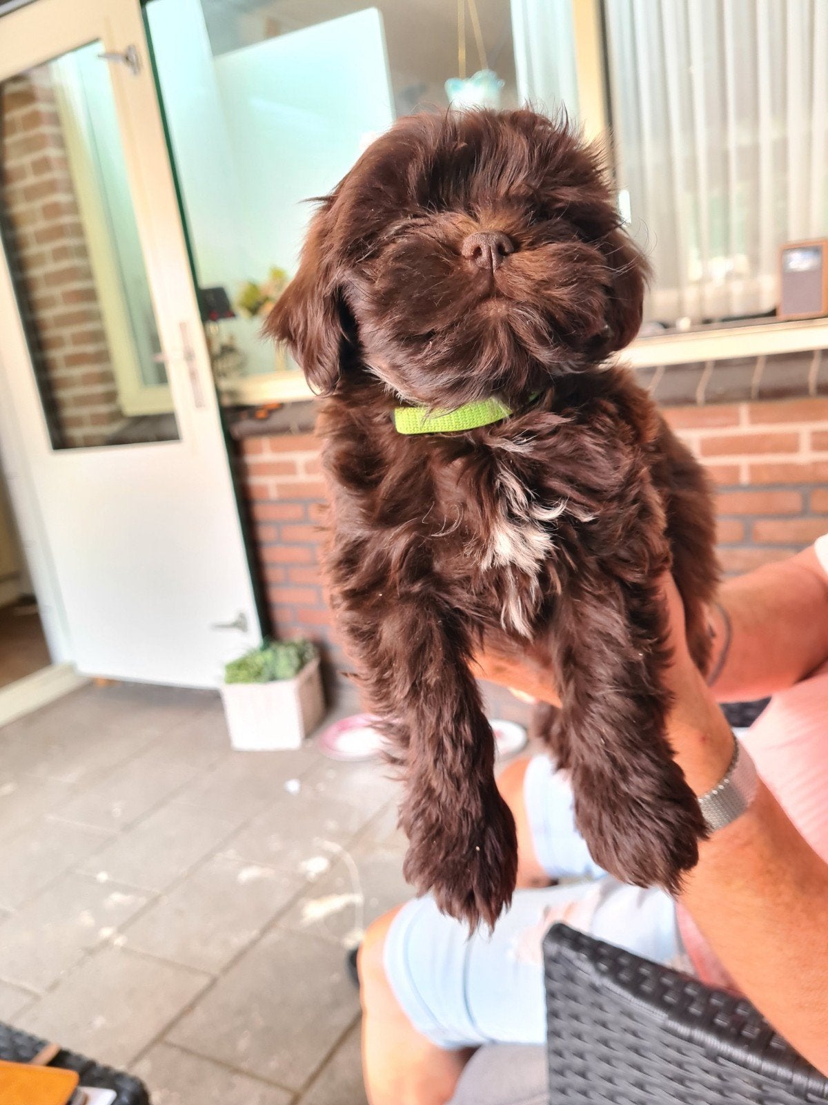 Nog 2 Boomertje /Maltipo pups te koop., Overige rassen, Meerdere dieren, Eén hond, Nederland