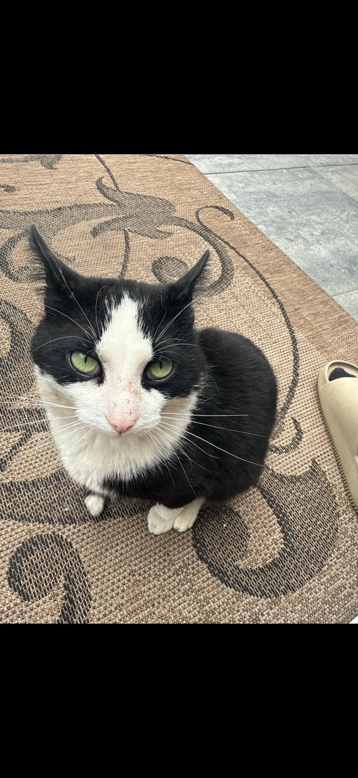 Lieve Europese korthaar zoekt een nieuw thuis, Dieren en Toebehoren, Katten en Kittens | Overige Katten, Kater, Kortharig, 3 tot 5 jaar
