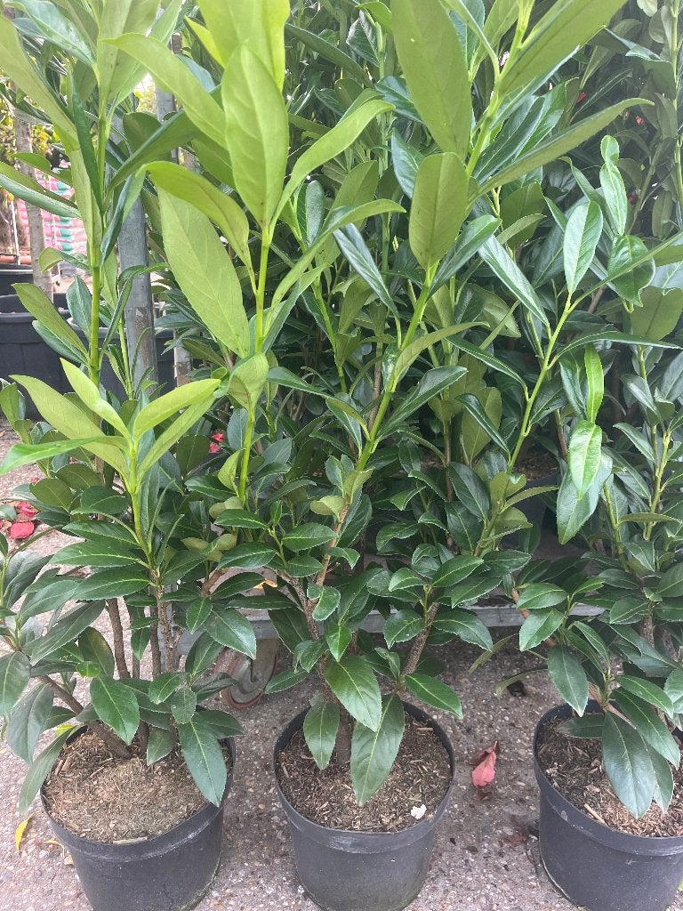 Laurierkers 'Caucasica' - Haagplant, Ophalen, Laurier, Haag, Minder dan 100 cm