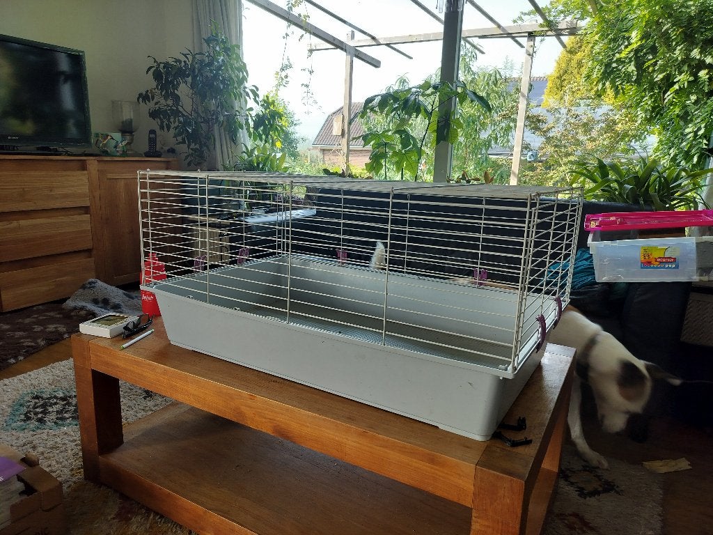 Caviakooi, Dieren en Toebehoren, Minder dan 60 cm, Kooi, Gebruikt, Ophalen of Verzenden