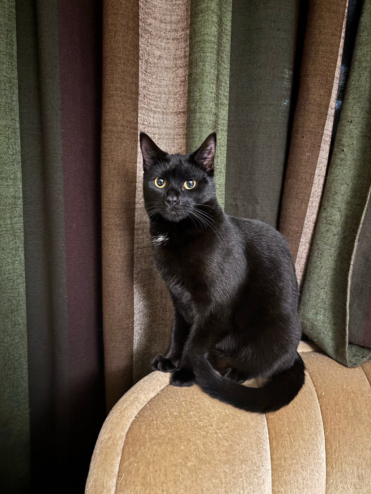 Prachtige siamees moeder poes met lieve kitten, Dieren en Toebehoren, Katten en Kittens | Overige Katten, Poes