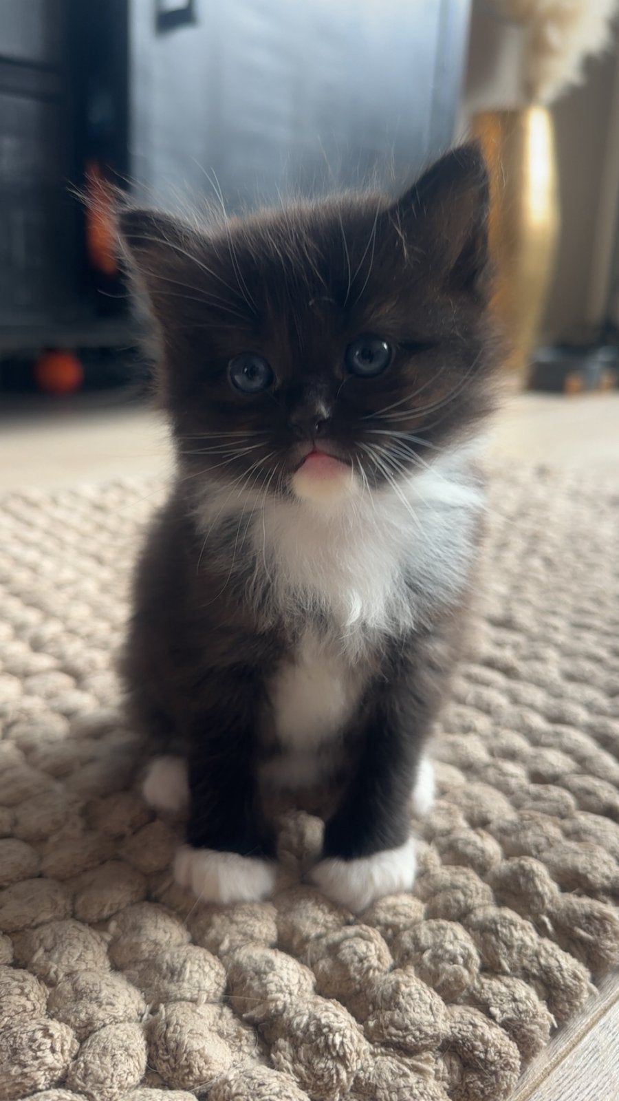 Black solid mitted ragdoll poesje, Poes, Gechipt, 0 tot 2 jaar