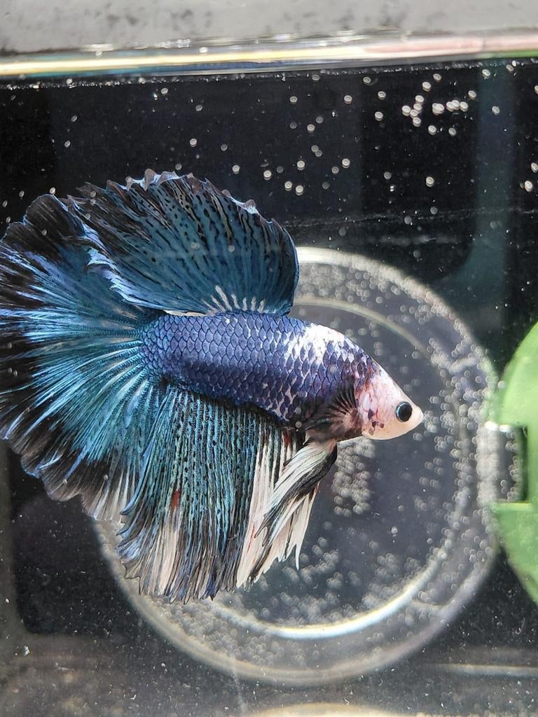 Mega betta halfmoon man, Dieren en Toebehoren, Vissen | Aquariumvissen, Vis