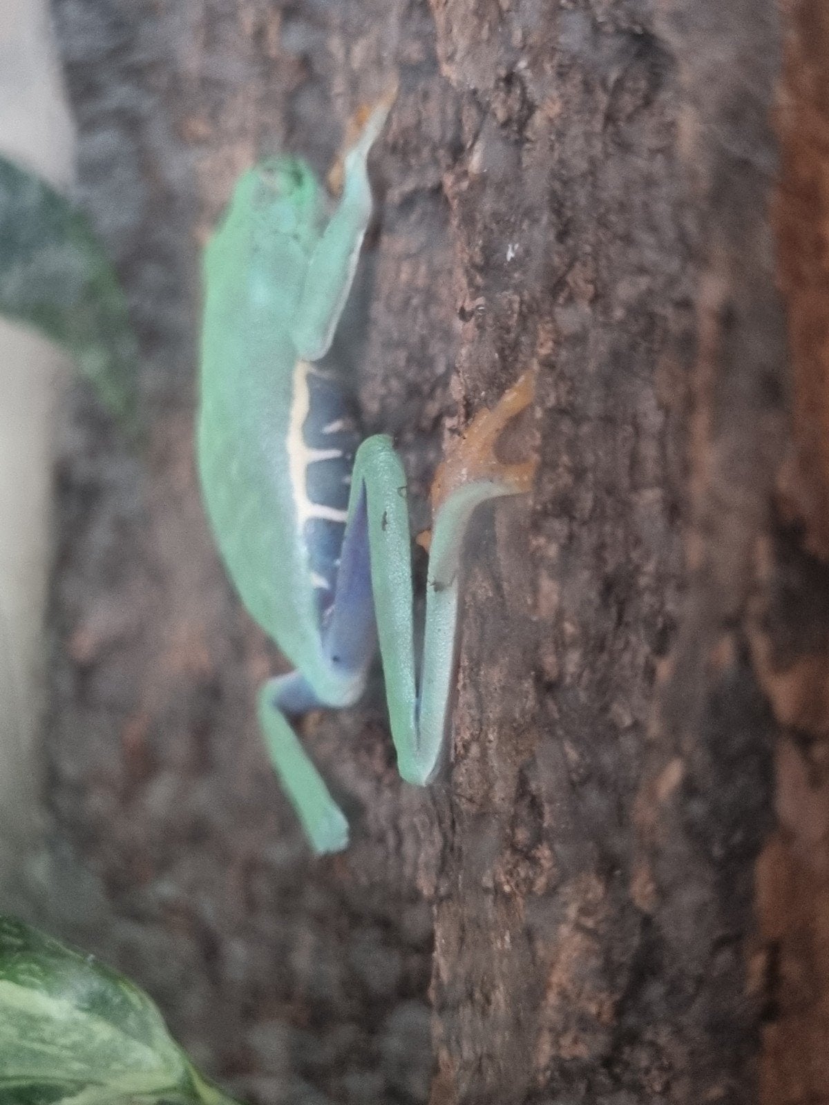 Roodoogmakikikker (Agalychnis callidryas) Frog - unknown for sale from Erwin