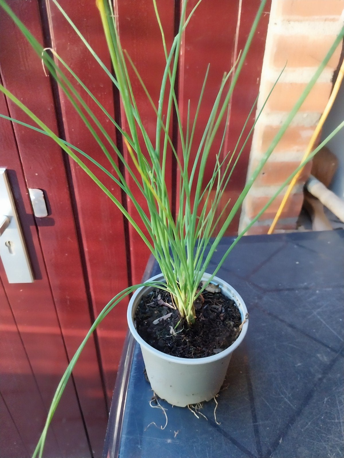 Verse Bieslook Plant voor Buiten - Kruidenplant, Ophalen, Volle zon, Vaste plant, Kruiden