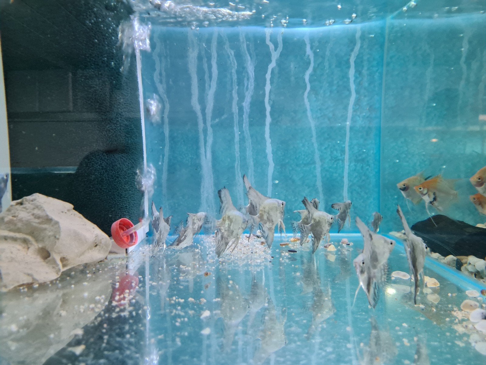 Leopard Blue maanvissen, Dieren en Toebehoren, Vissen | Aquariumvissen, Vis, Zoetwatervis