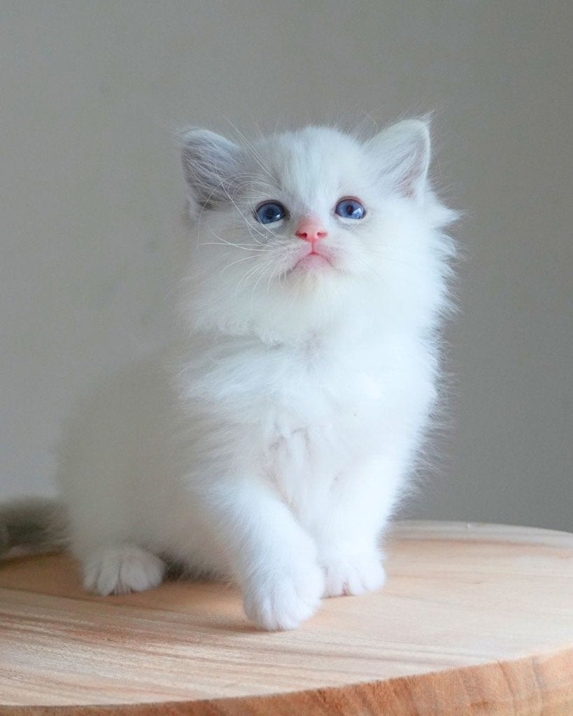 Ragdoll Kittens, Meerdere dieren, Met stamboom, 0 tot 2 jaar