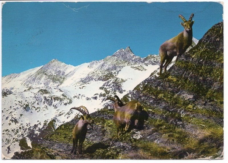 Ansichtkaart Steinbocke Zwitserland 1978 [3834]  [VeAnAn], Ophalen of Verzenden, 1960 tot 1980, Gelopen, Overig Europa