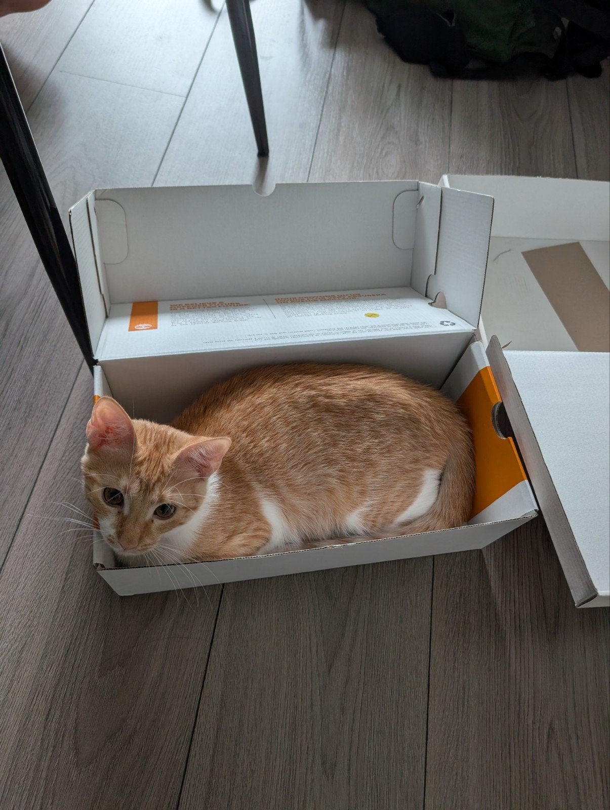 Kitten/Poes Olive is looking for a new home! 

Unfortunately, Poes