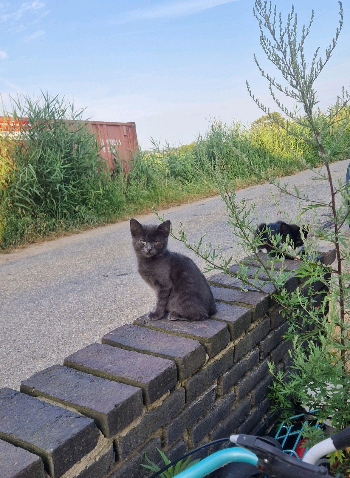 Te koop 2 lieve kittens (mooi donkergrijs en zwart met wit), Meerdere dieren, 0 tot 2 jaar