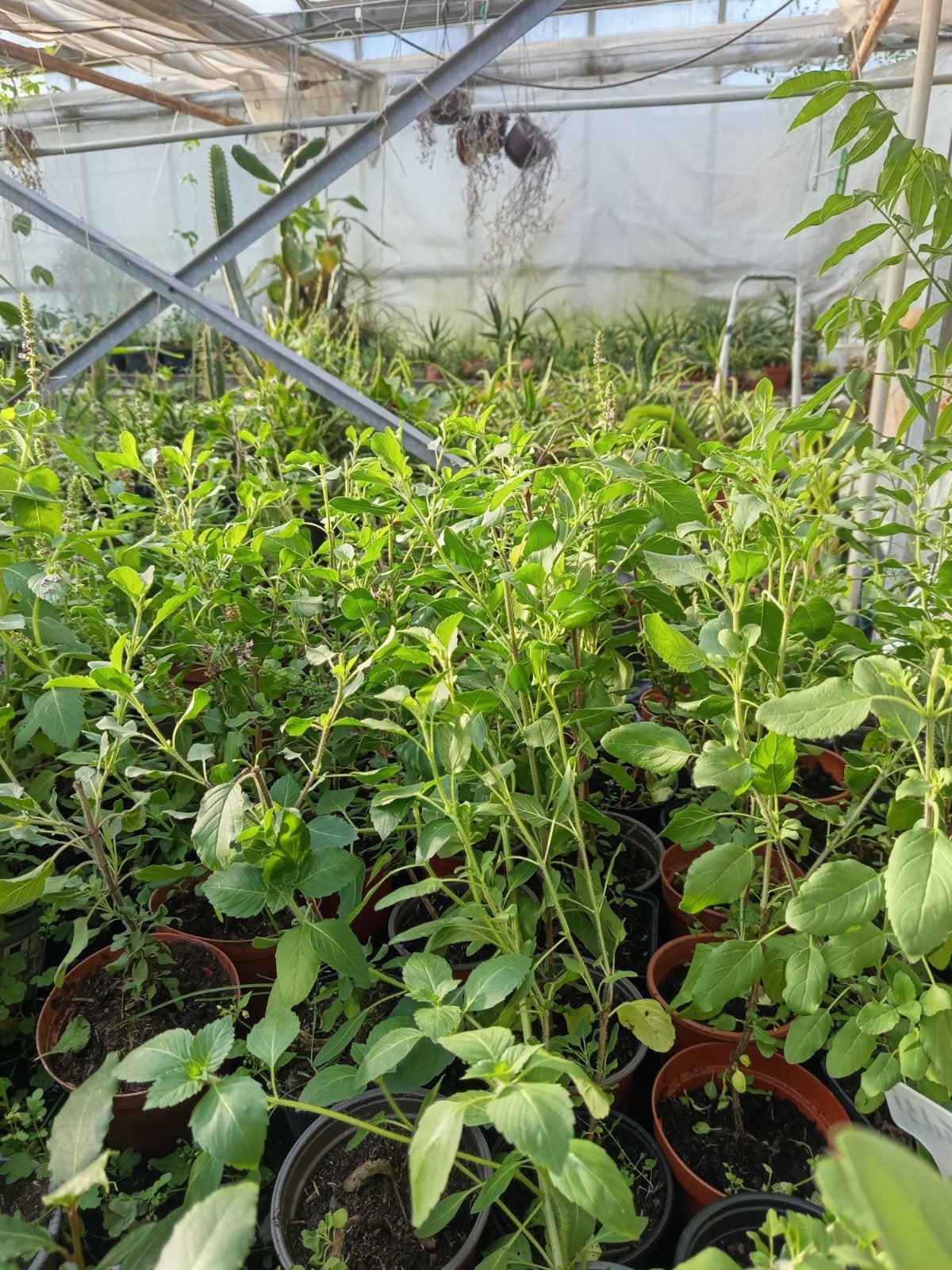 Tulsi planten(Heilige Basilcum) 2,50 per plant, Ophalen of Verzenden, Glas, Nieuw, Aluminium