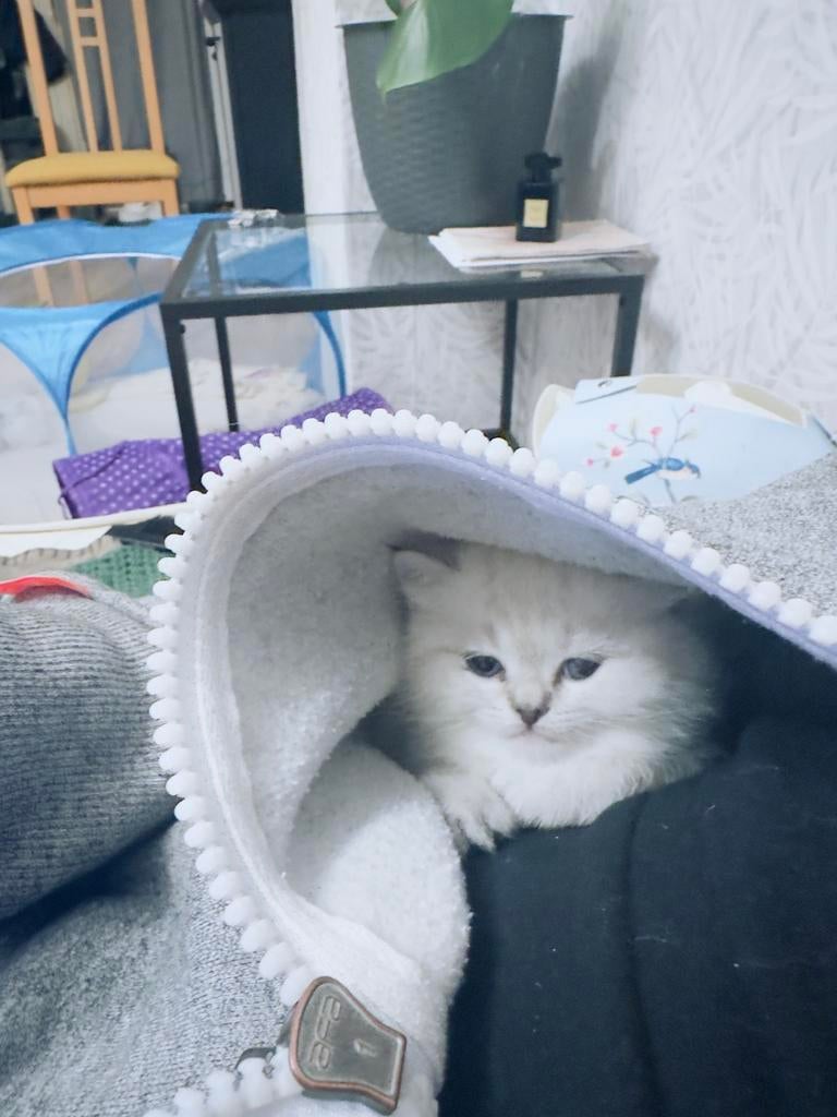 (BKH) kittens, Ophalen, Zo goed als nieuw, Overig speelgoed