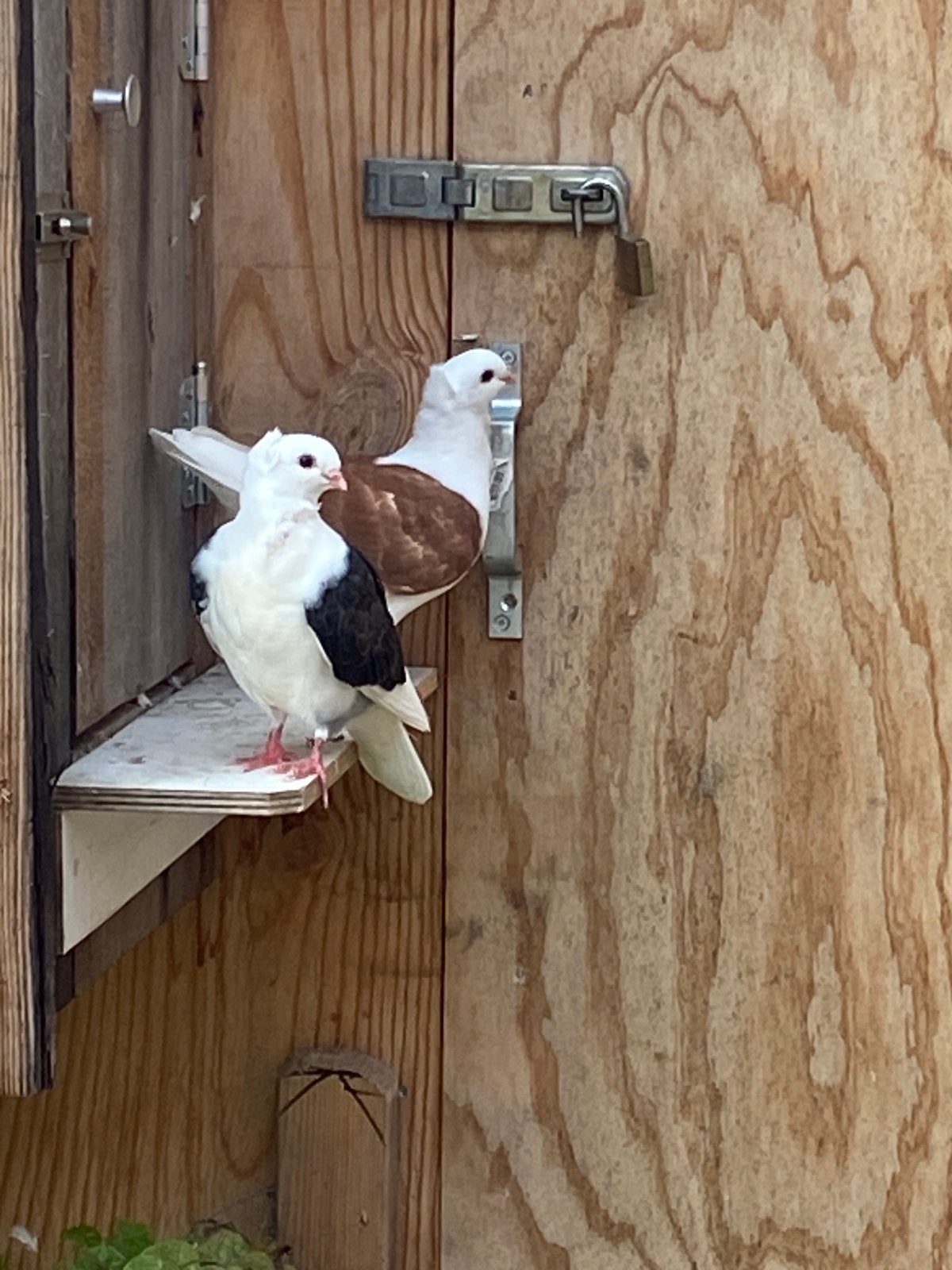 Duitse meeuwen, Meerdere dieren, Overige soorten