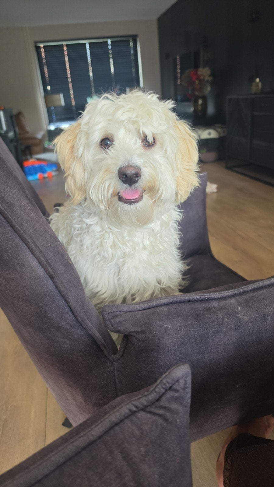 maltipoo dekreu, Dieren en Toebehoren, Reu, 1 tot 2 jaar, Parvo, Eén hond