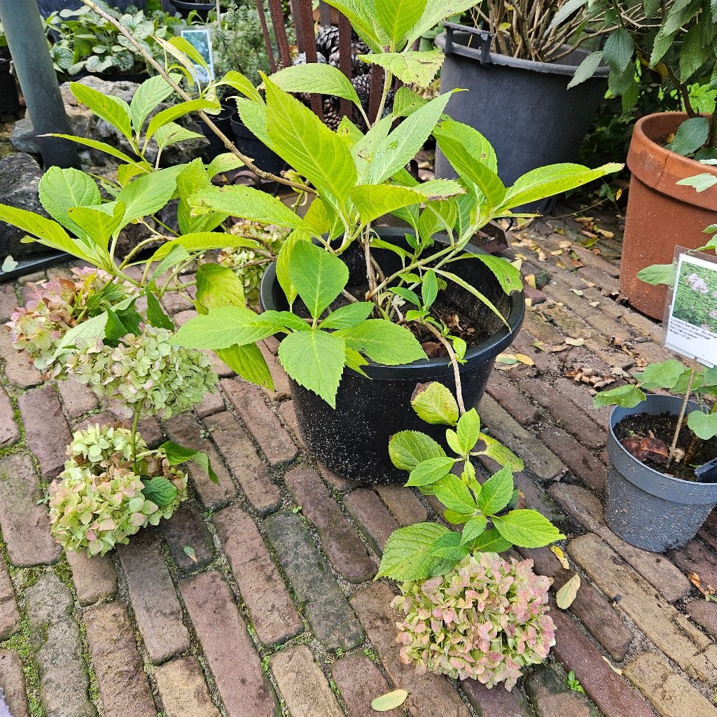 Hortensia (roze) te koop, Tuin en Terras, Vaste plant, Halfschaduw, Zomer, Ophalen