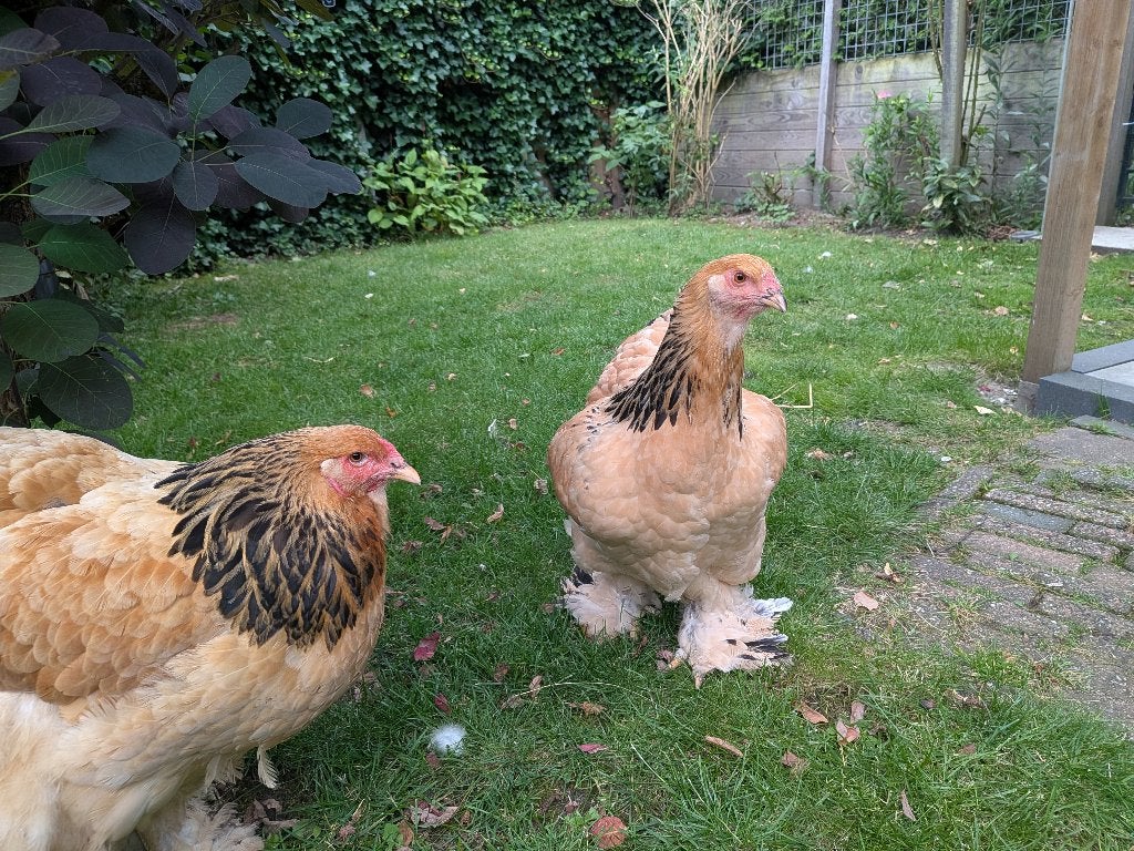 Prachtige Brahma hen buff zwart, Dieren en Toebehoren, Pluimvee, Vrouwelijk, Kip