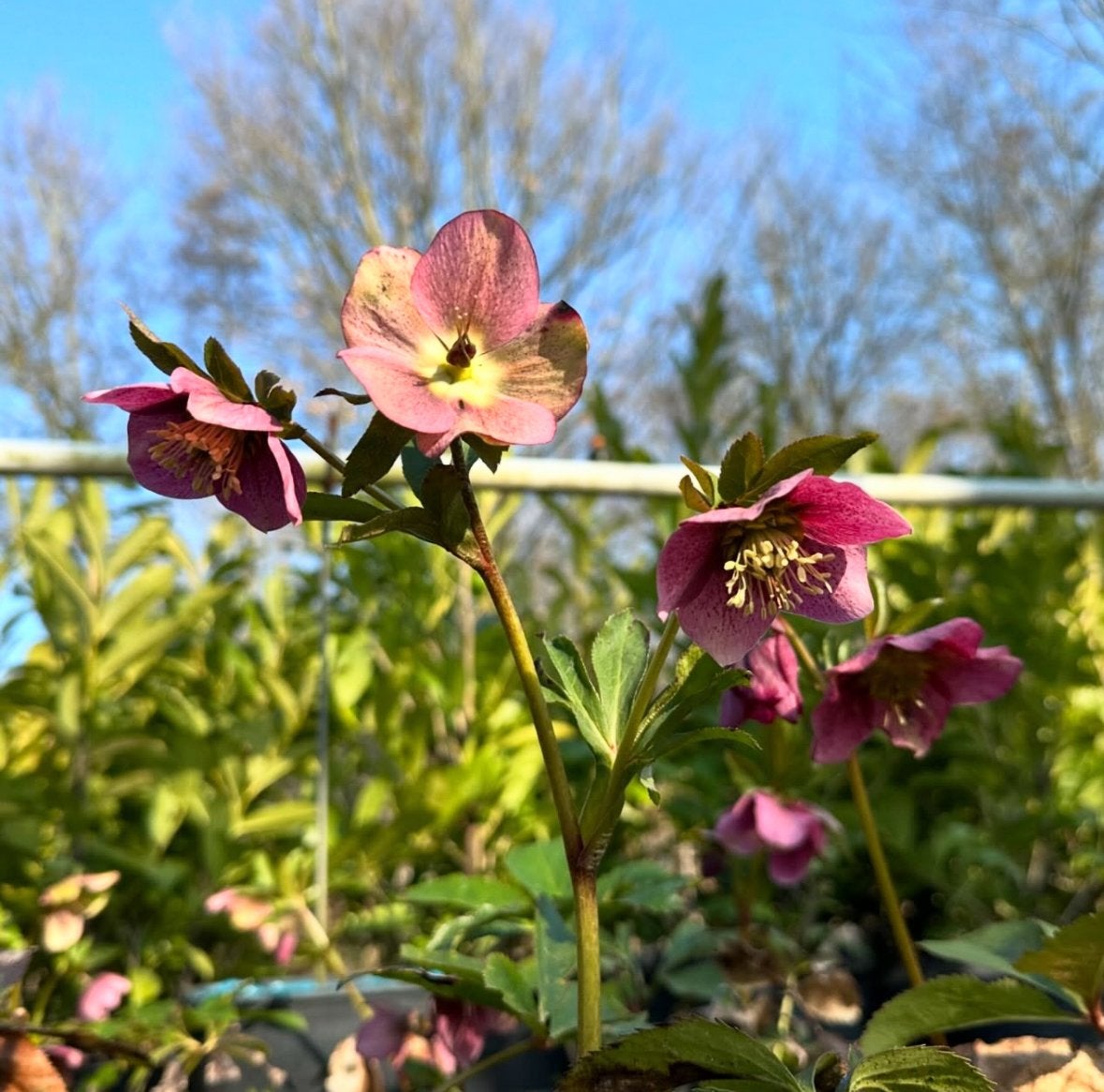 Helleborus orientalis, Vaste plant, Halfschaduw, Winter, Ophalen