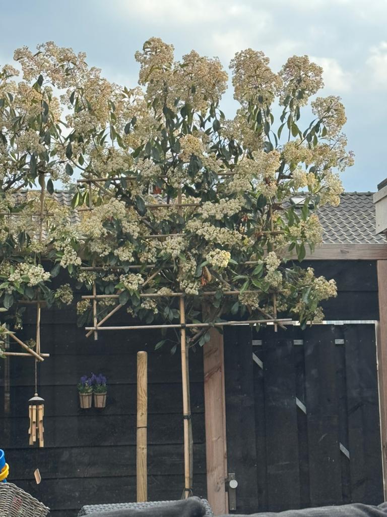 Twee volwassen leibomen, Ophalen of Verzenden, Lente, Halfschaduw