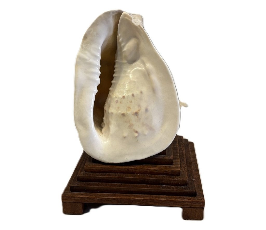 Schelplamp: grote helmschelp op houten sokkel, Surabaja 1940, Gebruikt, Vintage, Onbekend (tweedehands product), Wit