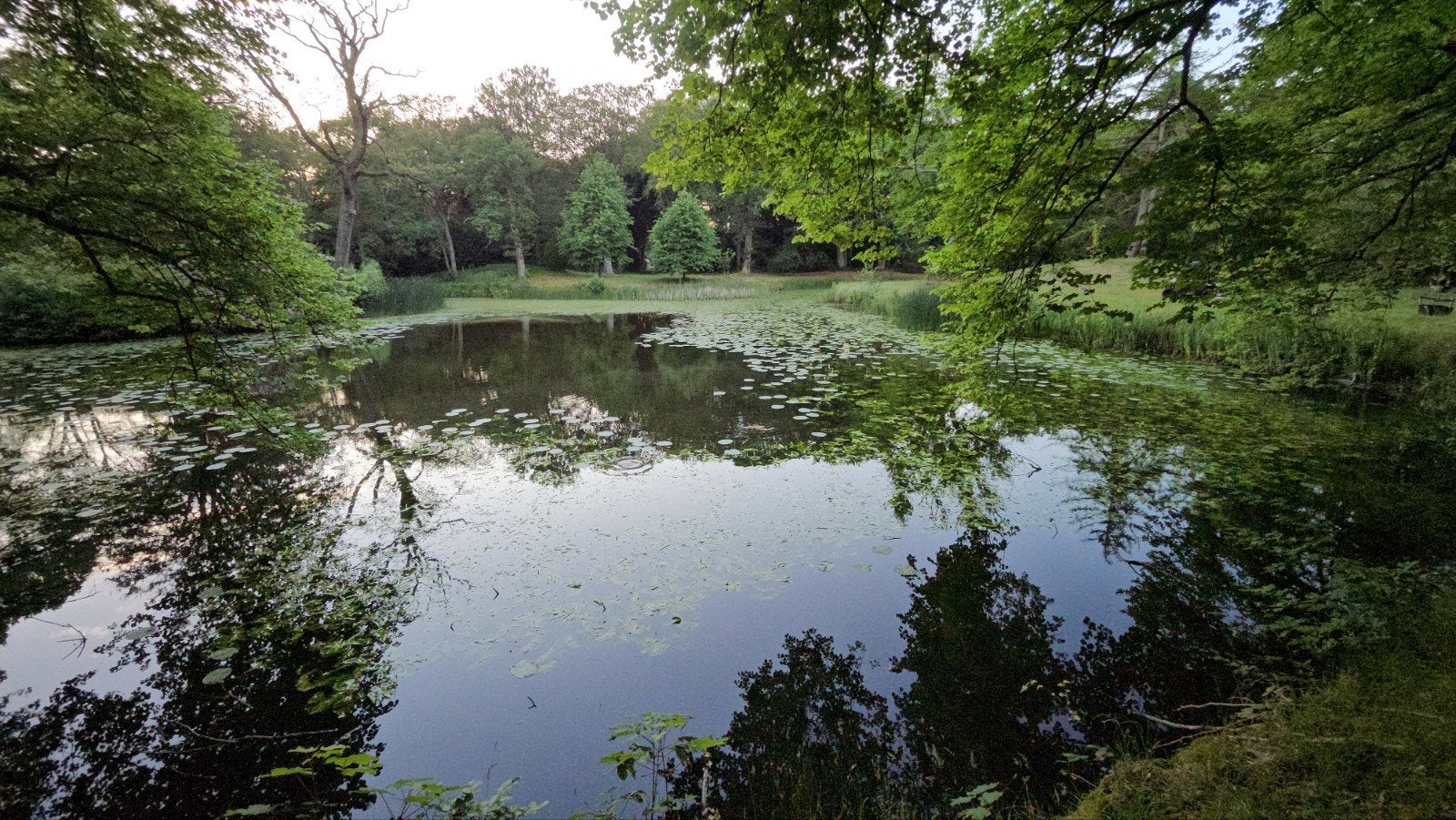 Gezocht: grote JAPANSE KOIKARPERS voor natuurvijver, Dieren en Toebehoren, Vissen | Vijvervissen, Karper of Koi
