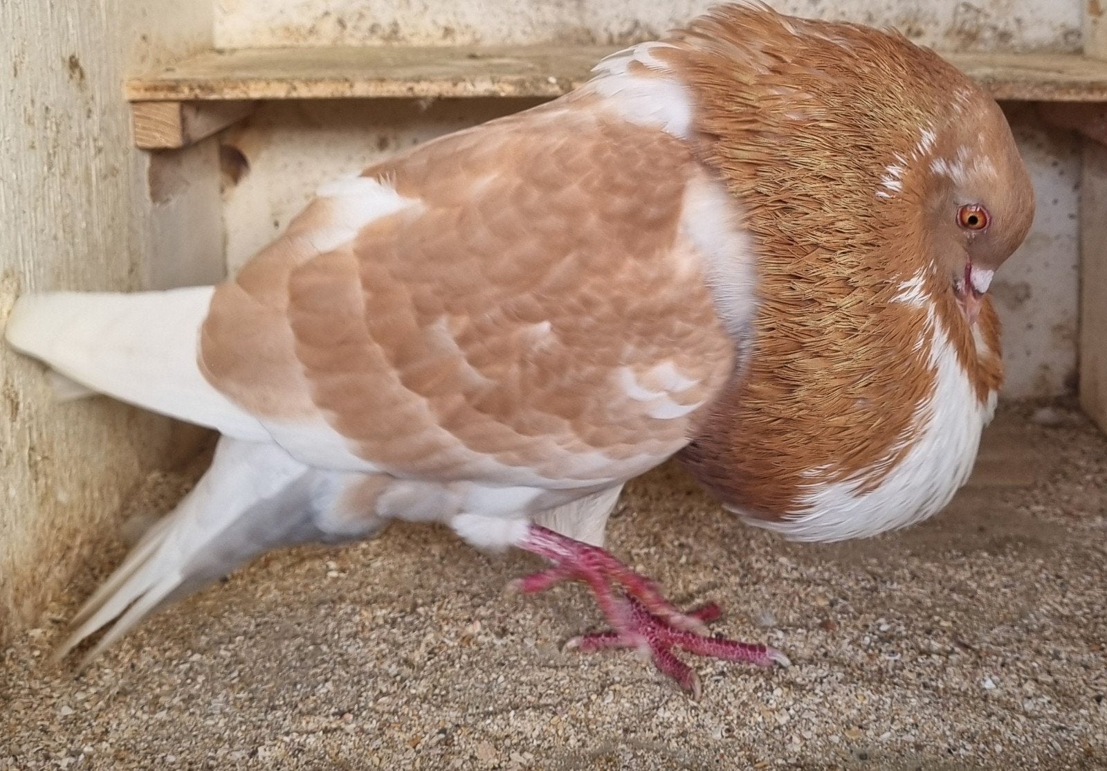 geelbont, Dieren en Toebehoren, Mannelijk, Kropper