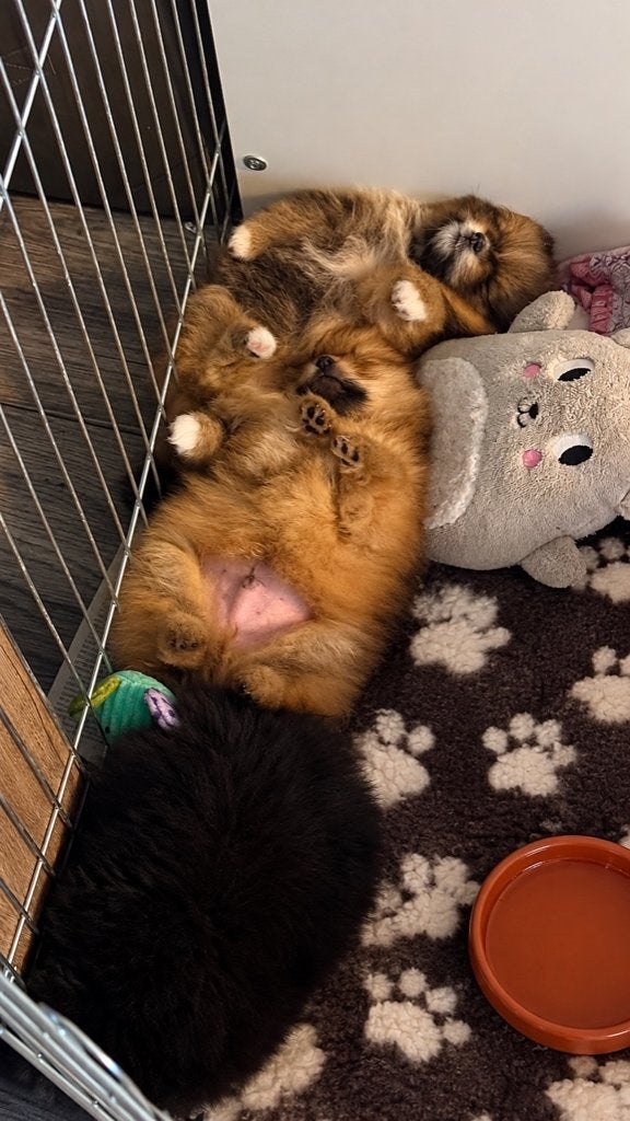 Pomeriaan pups, Overige rassen, CDV (hondenziekte), 8 tot 15 weken, Meerdere