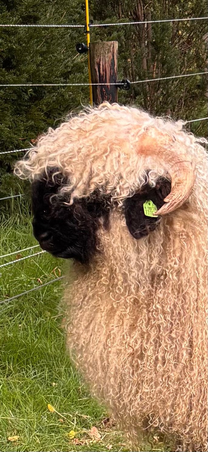Wallischer Schwarznase ram ARR-ARR, Mannelijk, Schaap