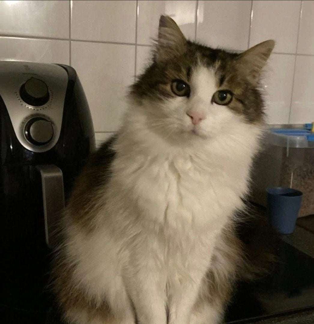 oppas gezocht voor "poes ", Dieren en Toebehoren, Poes