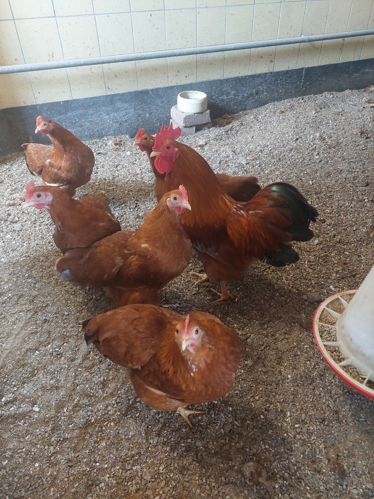 New Hampshire kippen., Dieren en Toebehoren, Pluimvee, Kip, Meerdere dieren