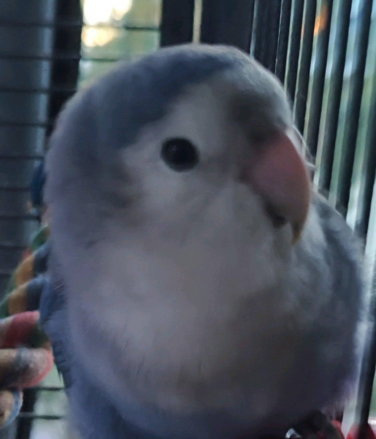 GEVONDEN ! blauwe agapornis (lovebird) omgeving Halfweg (NH)