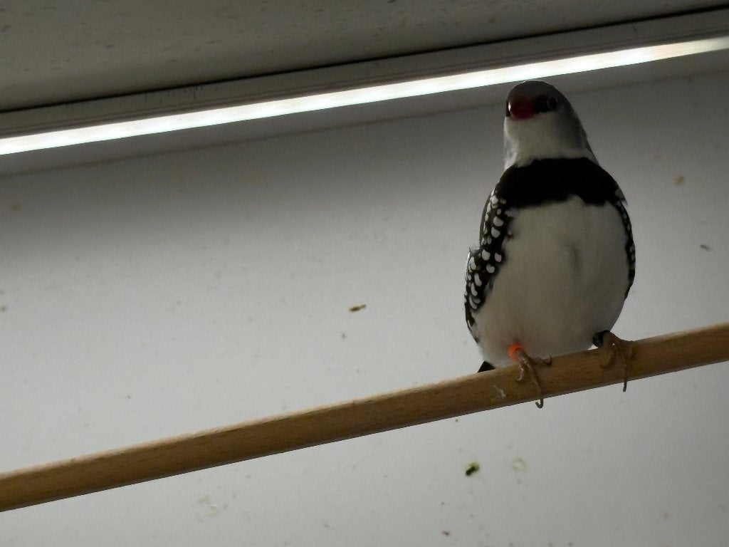 Diamantvink, mannetje, rood, Dieren en Toebehoren, Vogels | Overige Vogels, Mannelijk, Tropenvogel, Geringd
