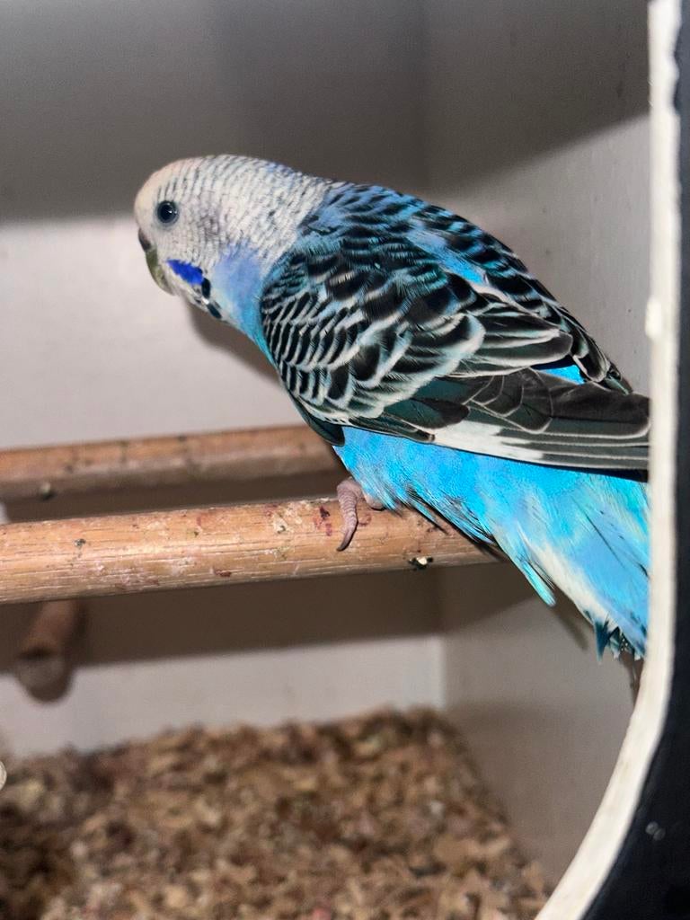 Grasparkiet pop, Dieren en Toebehoren, Vogels | Parkieten en Papegaaien, Vrouwelijk, Parkiet