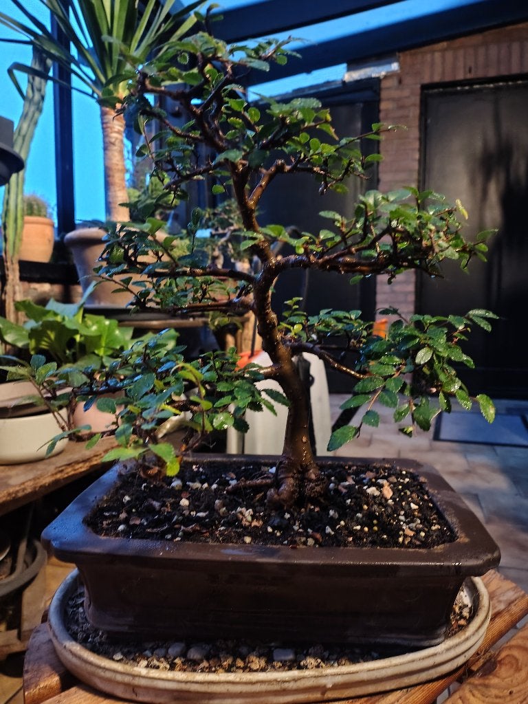 Chinese iep Ulmus parvifolia, bonsai, Bloeit niet, Halfschaduw, Overige soorten, Minder dan 100 cm