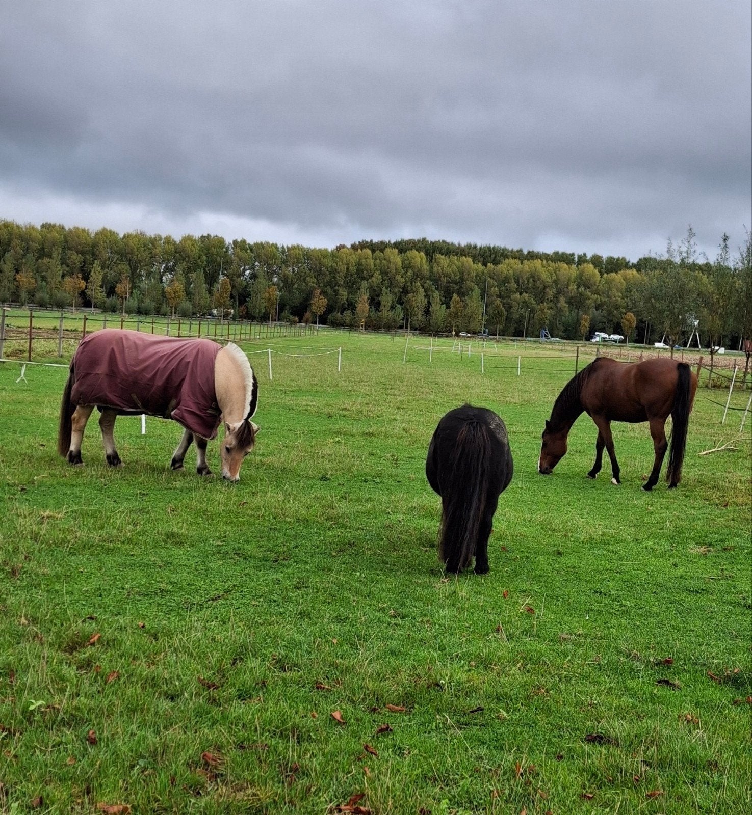 stalling met weidegang, Weidegang