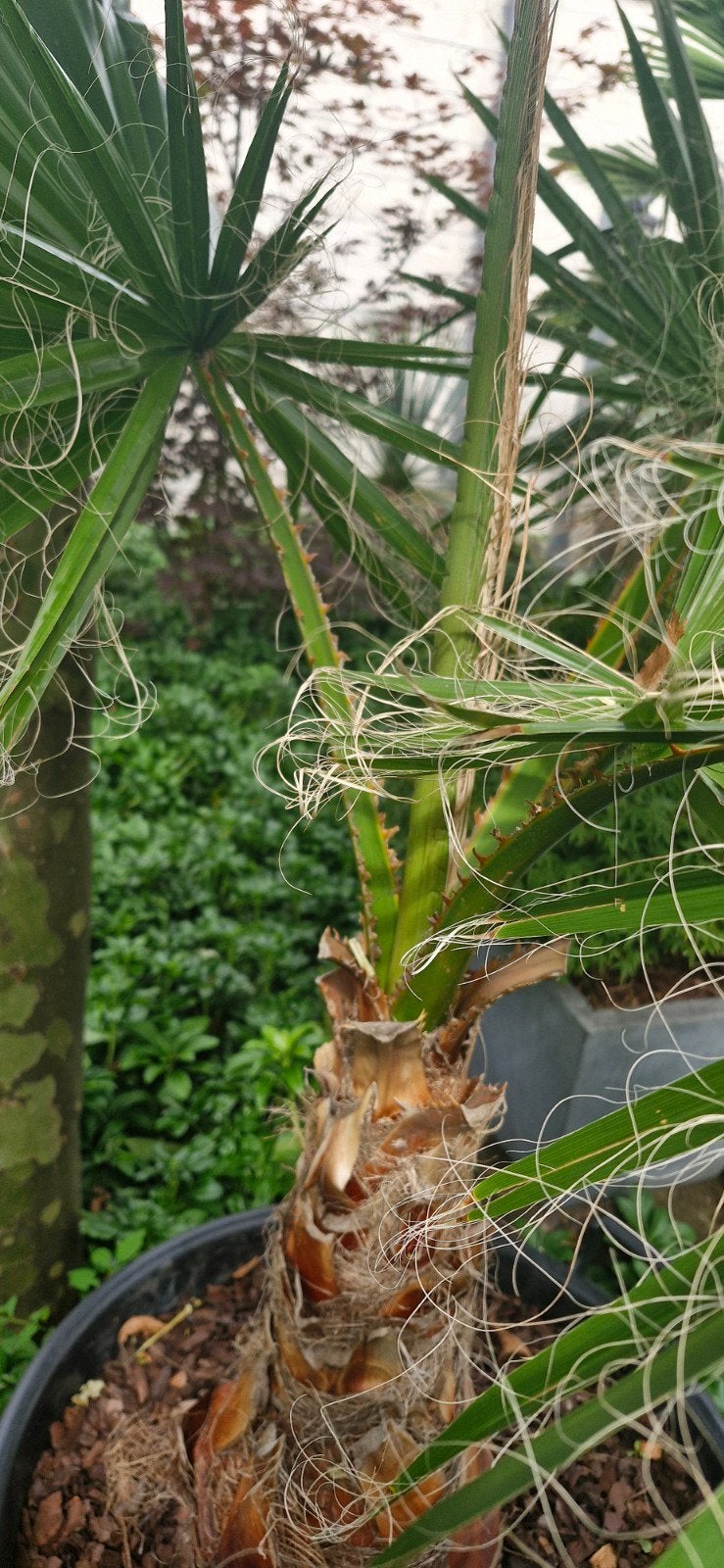Te koop washingtonia robusta Palmboom, Tuin en Terras, Ophalen, Overige soorten, Volle zon